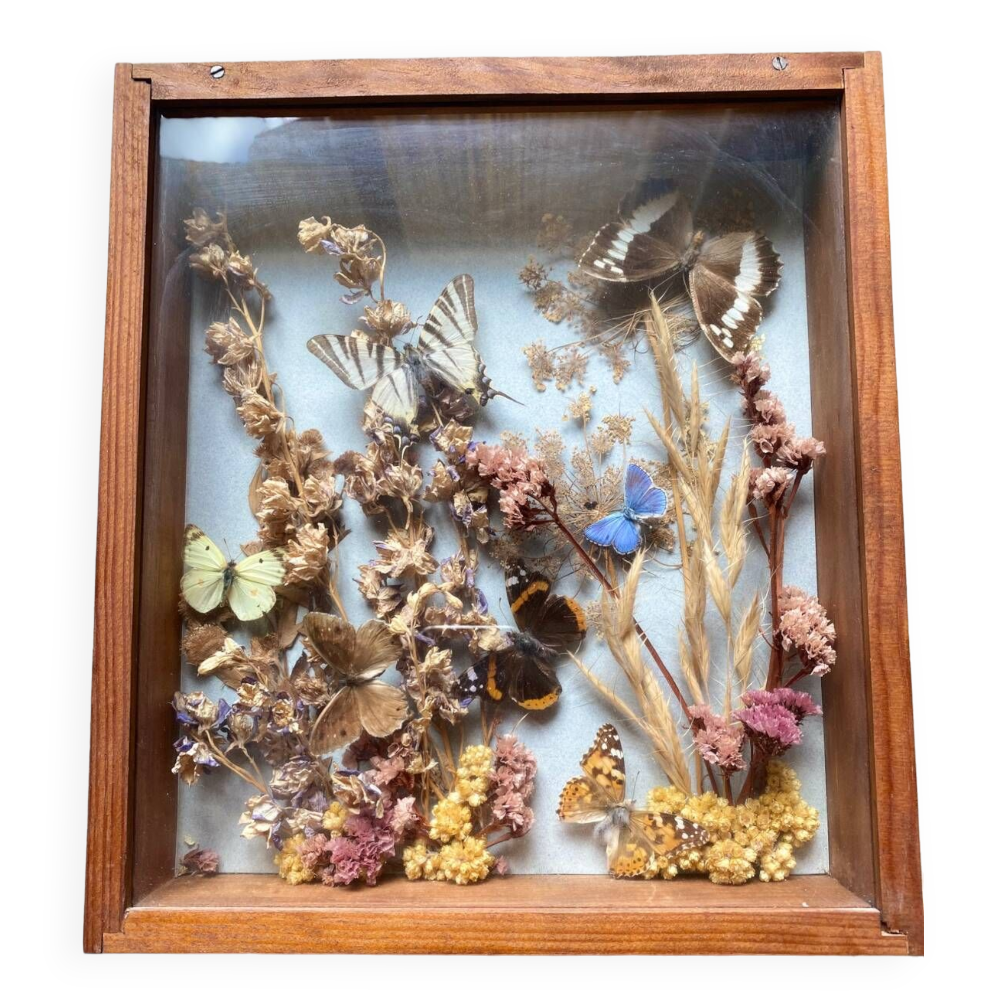 Vintage frame with butterflies and dried flowers