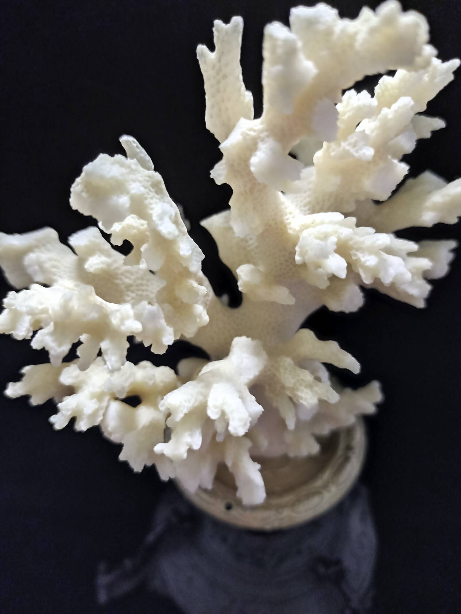White coral mounted on spelter base for cabinet of curiosities