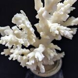 White coral mounted on spelter base for cabinet of curiosities