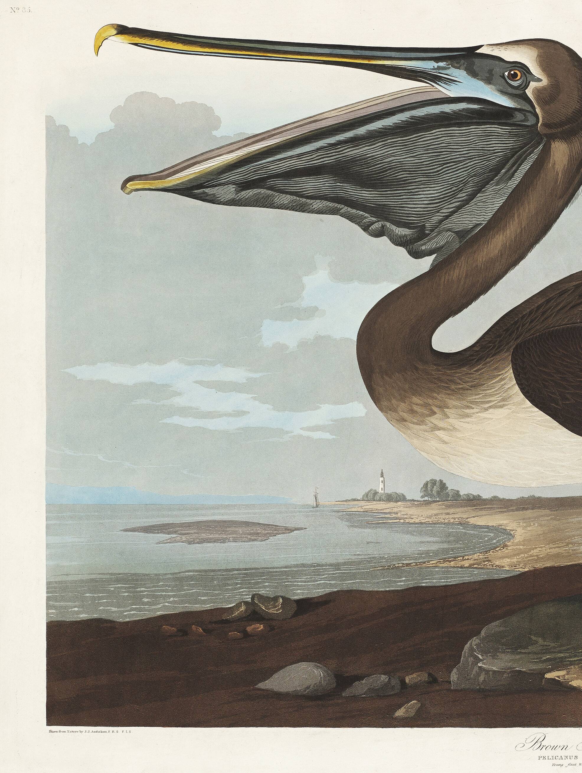 Poster about the Brown Pelican, based on an old engraving from 1827.
