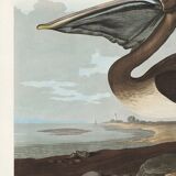 Poster about the Brown Pelican, based on an old engraving from 1827.