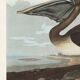 Poster about the Brown Pelican, based on an old engraving from 1827.
