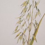 Botanical board Oats