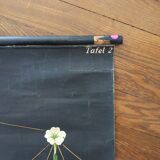 Old school poster botanical pedagogical board flower painted canvas