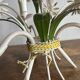 Lustre sheet mask daisies 3 branches