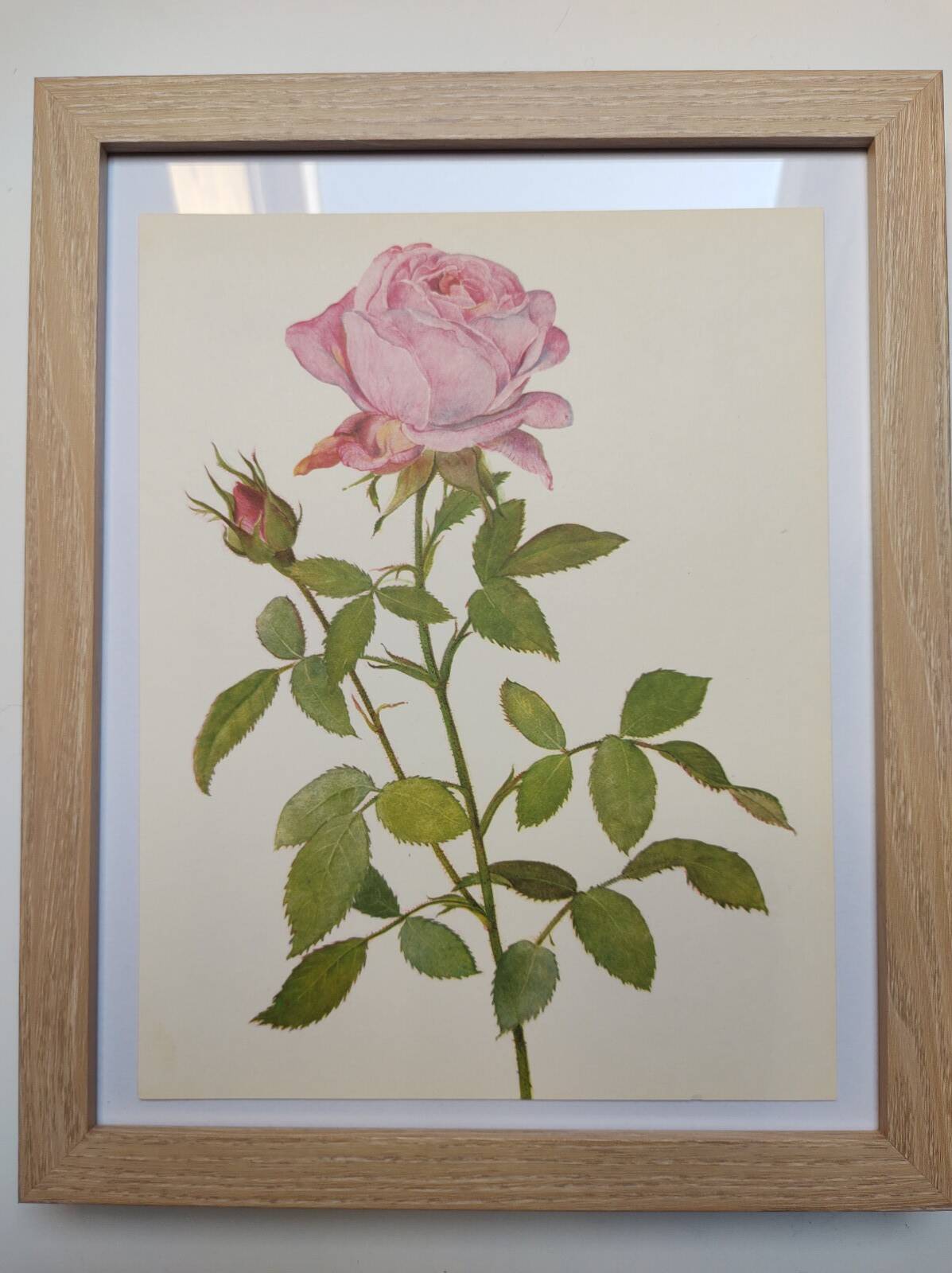 Botanical plate from 1968 Botanical illustration of rose - - Vintage illustration of flower and rose