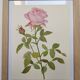 Botanical plate from 1968 Botanical illustration of rose - - Vintage illustration of flower and rose