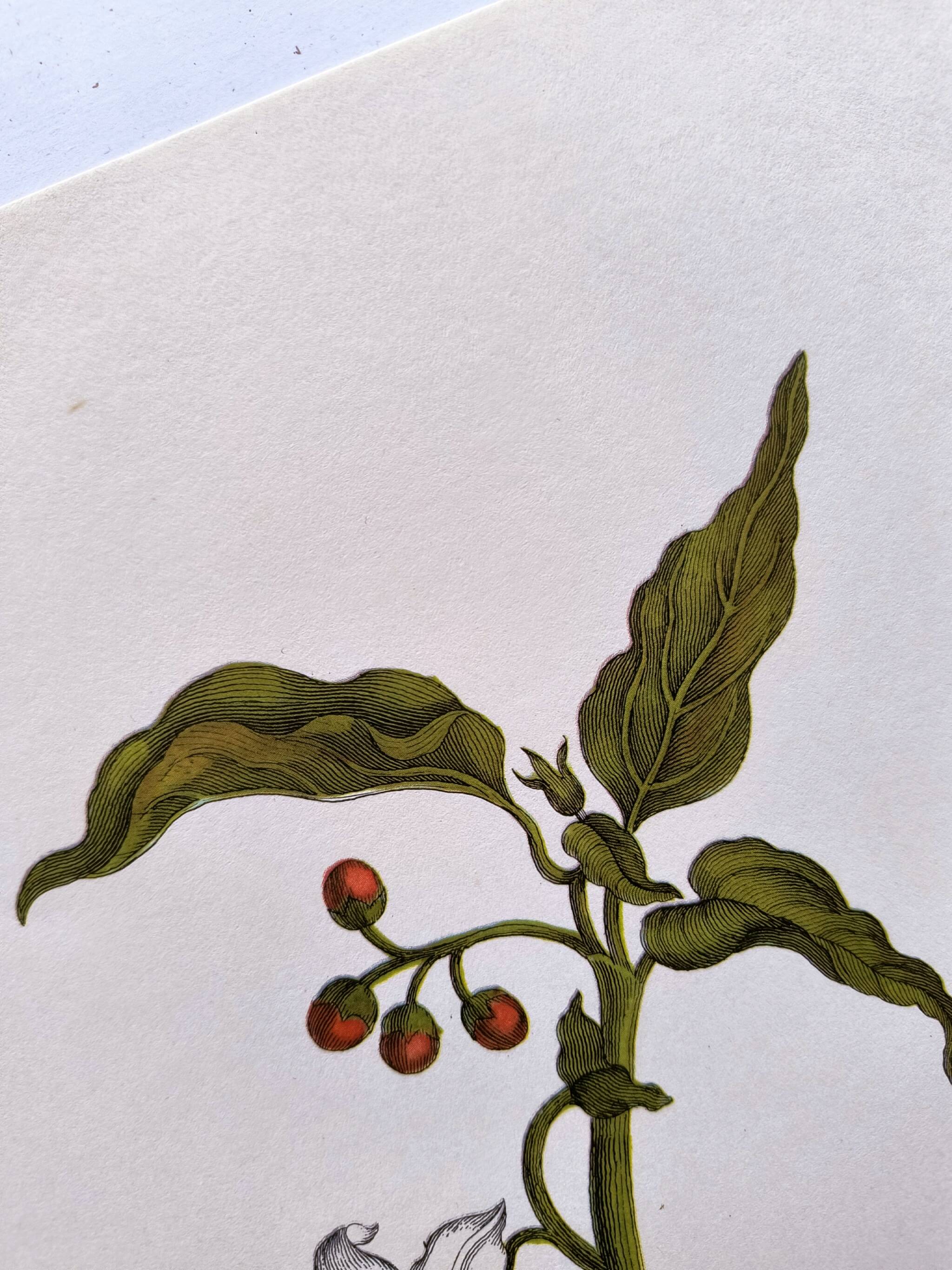 Botanical plate by Merian - Suriname pepper and hawk moth - illustration