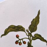 Botanical plate by Merian - Suriname pepper and hawk moth - illustration