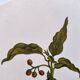 Botanical plate by Merian - Suriname pepper and hawk moth - illustration