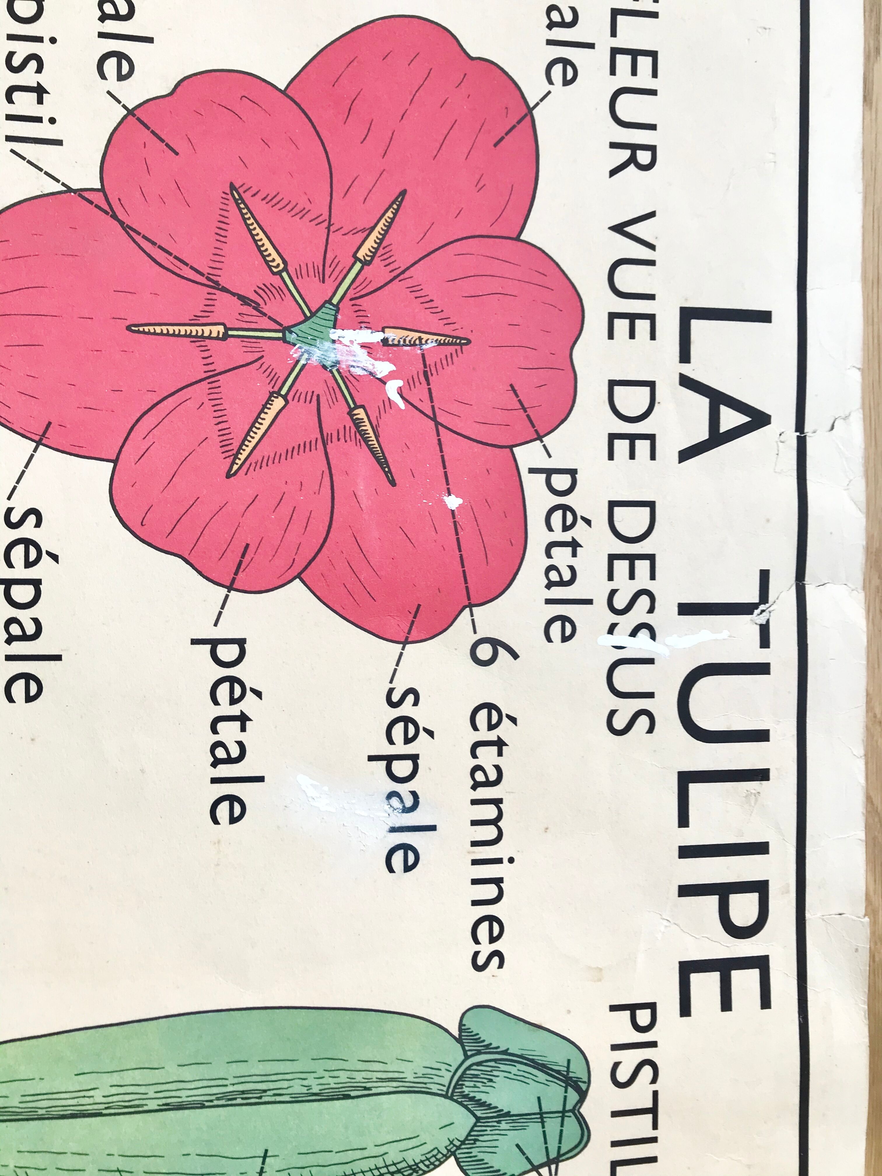 Rossignol pedagogical poster