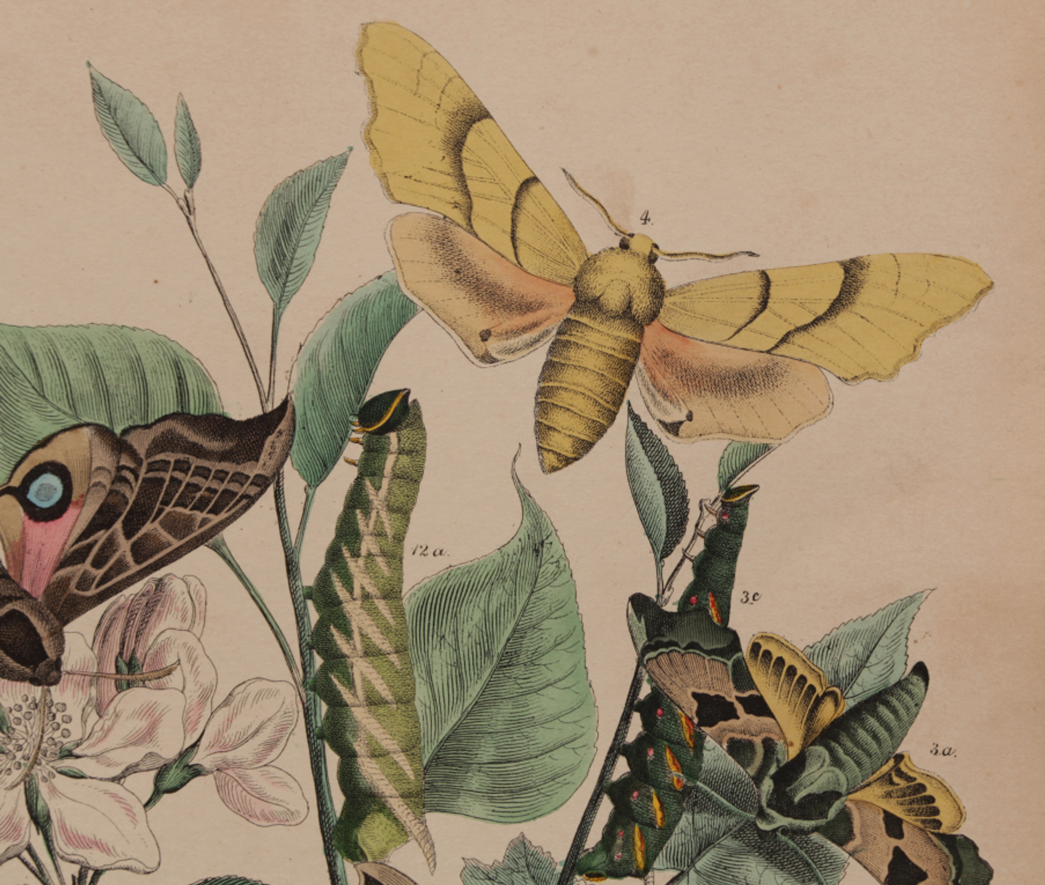 Illustration gravure animal vintage 1850