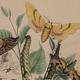 Illustration vintage animal engraving 1850