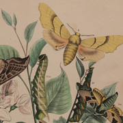 Illustration gravure animal vintage 1850