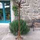 coat rack parrot solid wood, Baumann style