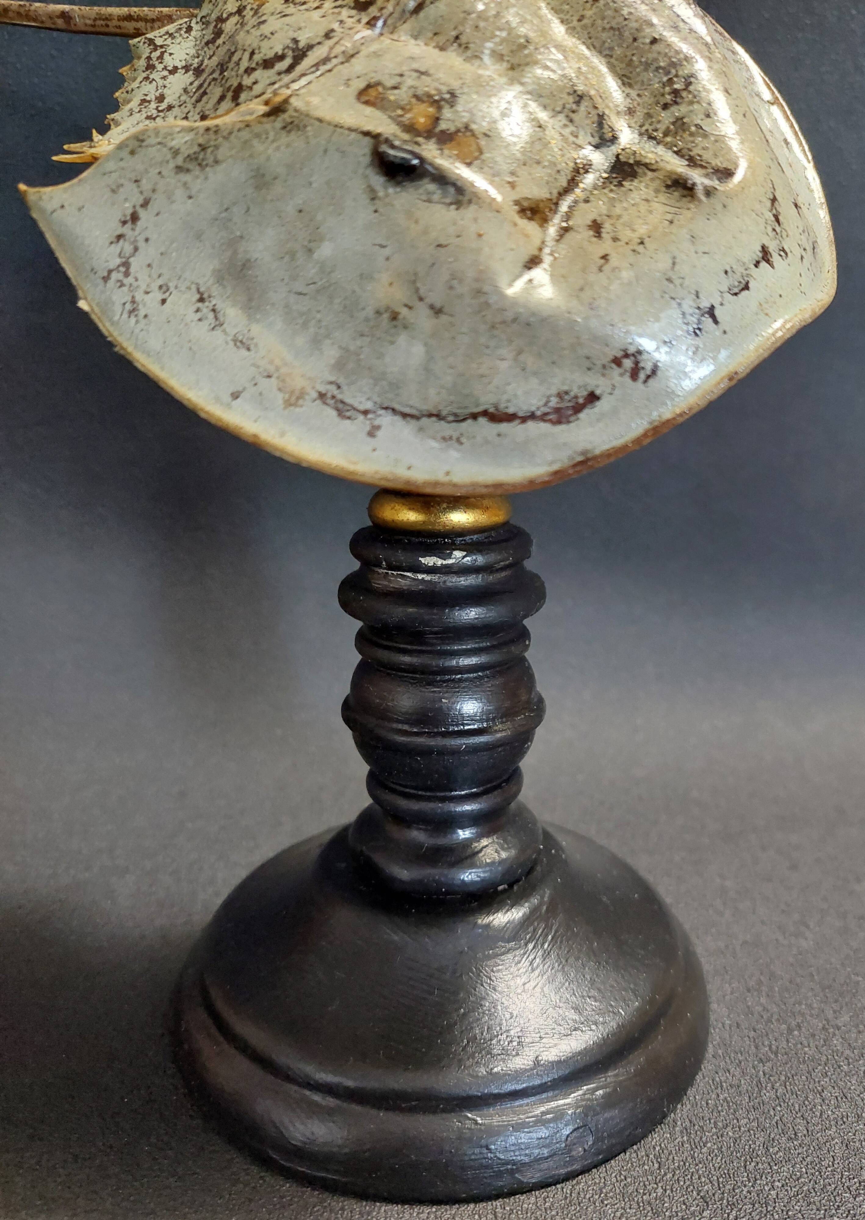 Cabinet de Curiosités limule limulus polyphemus sur socle