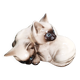 Pair of Siamese kittens in English porcelain from Beswick