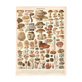 Planche lithographie champignons 1900