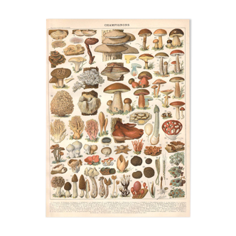 Lithograph plate mushrooms 1900