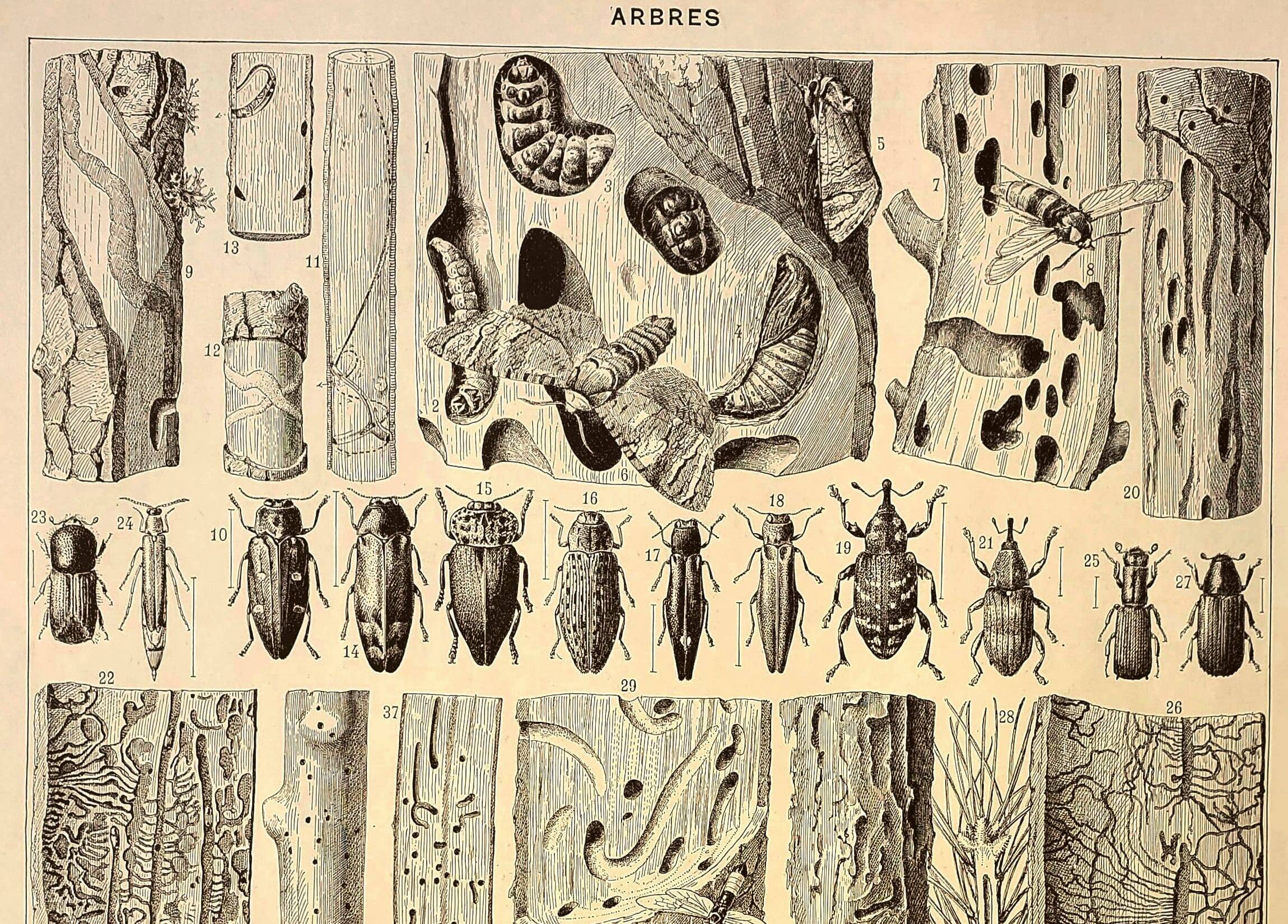 Antique engraving 1928 A. Millot - Wood-boring insects 2, damage to trees