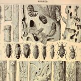 Antique engraving 1928 A. Millot - Wood-boring insects 2, damage to trees