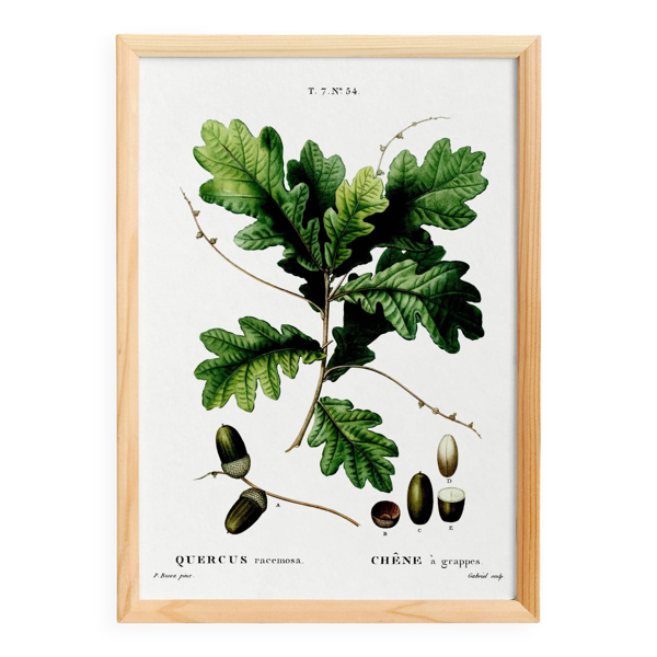 Affiche sur le chêne, d’après une gravure de 1802