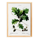Poster about the oak tree, after an engraving from 1802