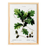 Affiche sur le chêne, d’après une gravure de 1802
