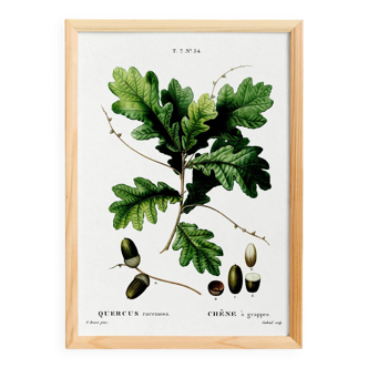 Poster about the oak tree, after an engraving from 1802