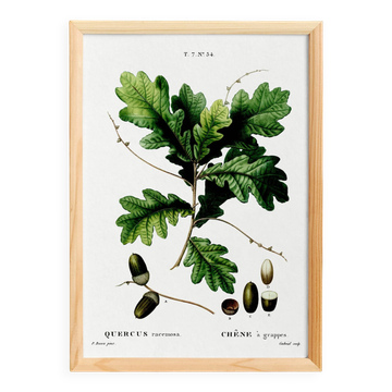 Affiche sur le chêne, d’après une gravure de 1802