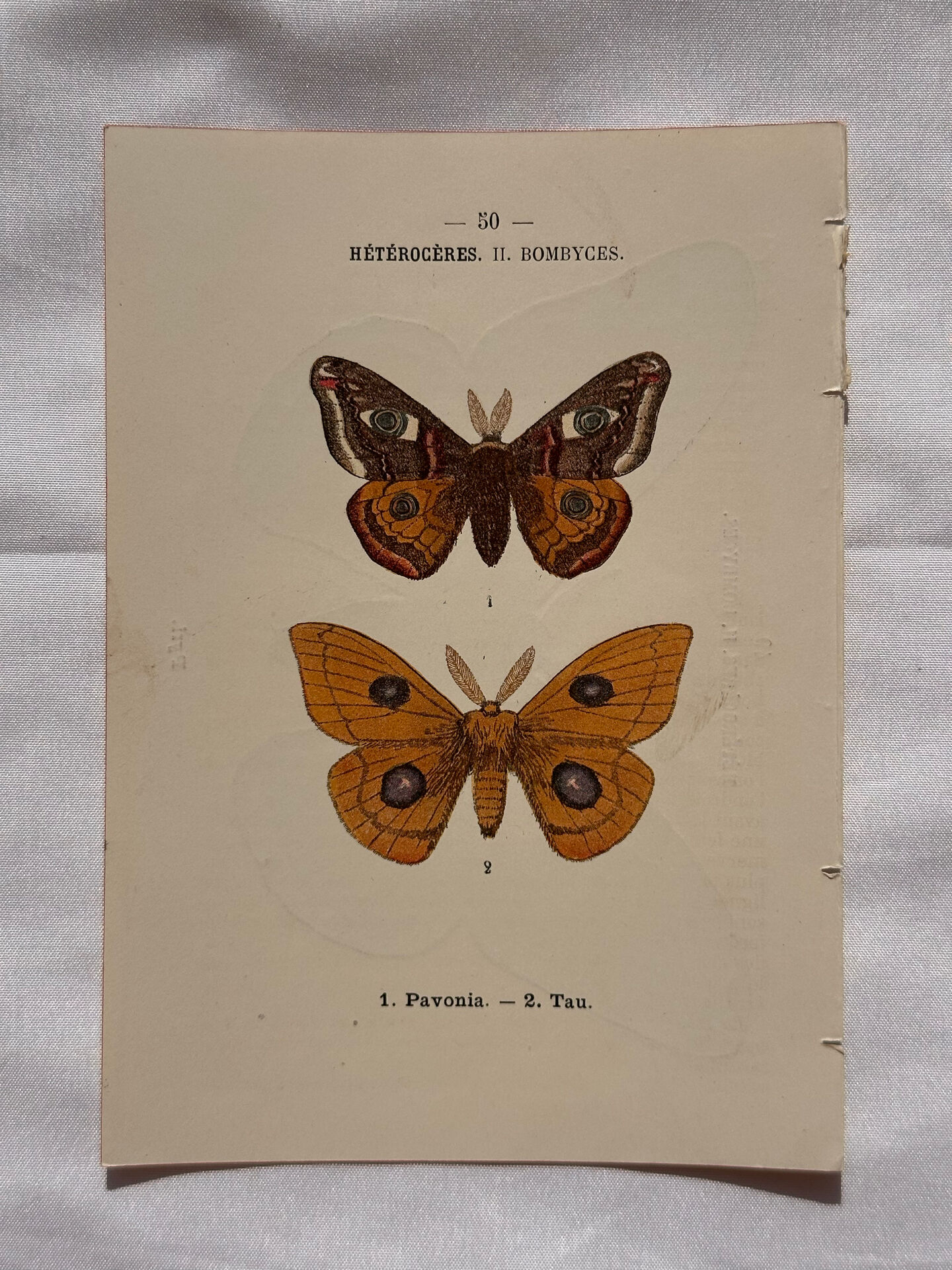 Botanical Plate 1800 Old naturalist engraving 19th century double-sided