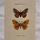 Botanical Plate 1800 Old naturalist engraving 19th century double-sided