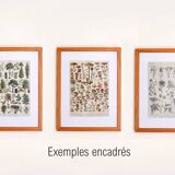 Gravure ancienne 1922, Forme des feuilles, botanique, nervres • Lithographie, illustration originale