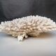 Corail authentique