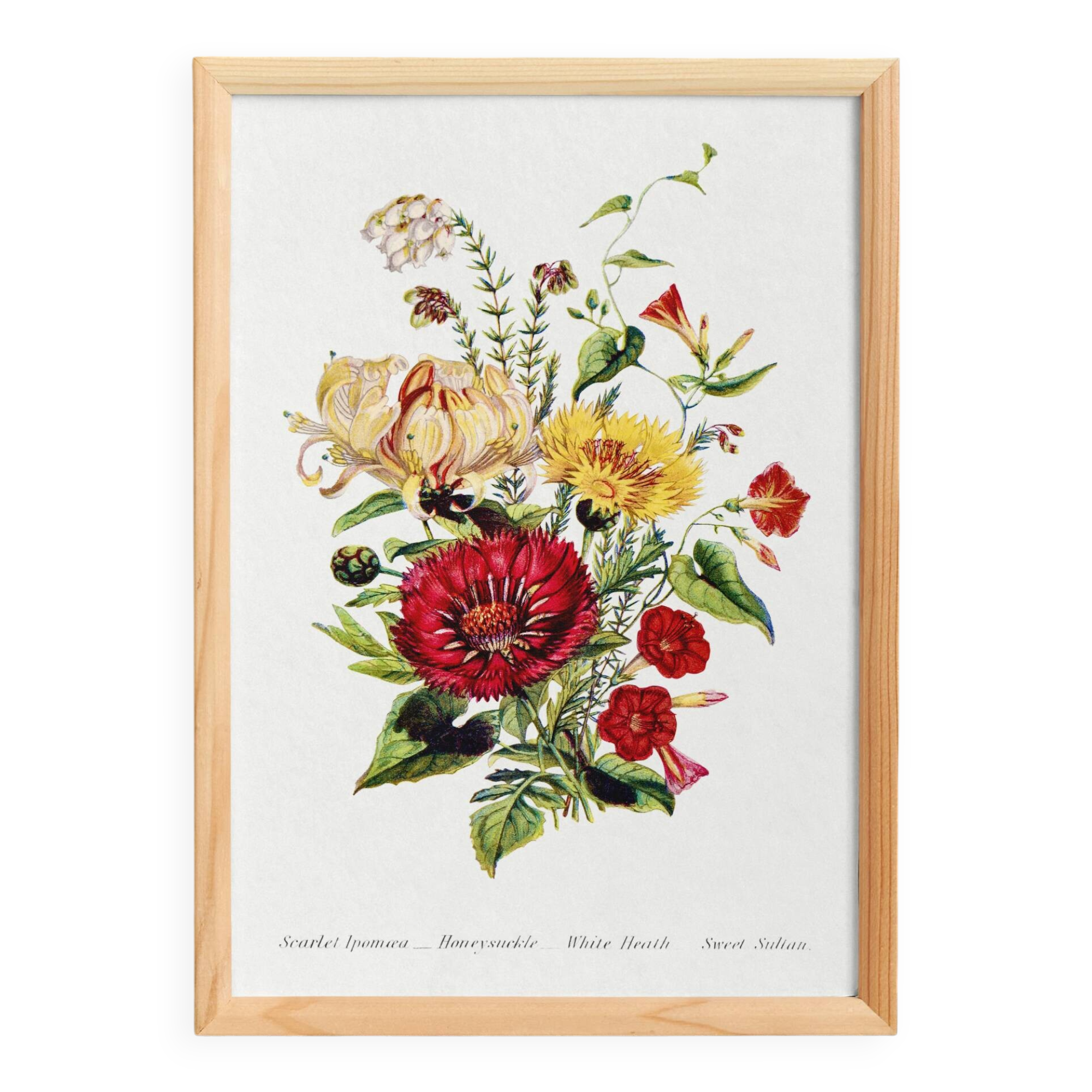 Affiche sur les fleurs de chèvrefeuille, ipomée écarlate et immortelle