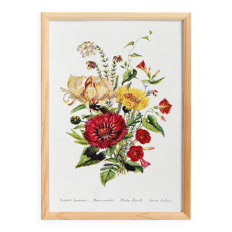 Affiche sur les fleurs de chèvrefeuille, ipomée écarlate et immortelle