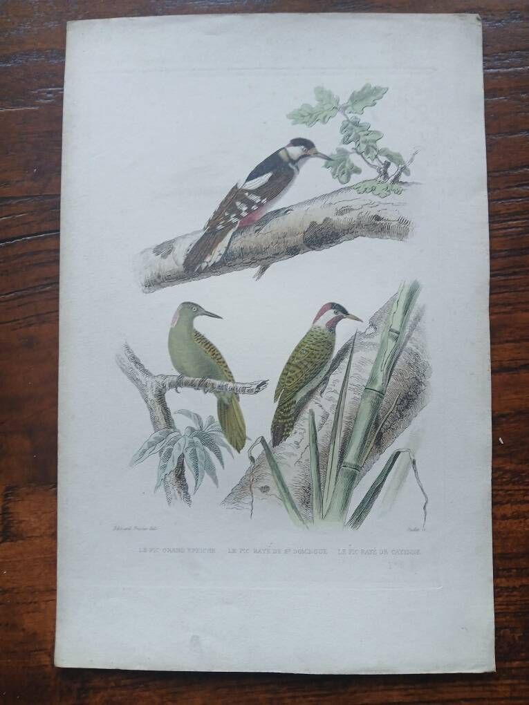 Poster - 19th century zoological engraving of birds - woodpeckers