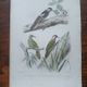 Poster - 19th century zoological engraving of birds - woodpeckers