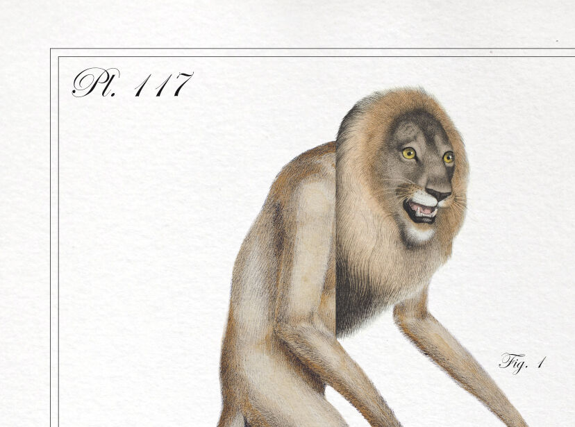 Set of 2 chimeras lithograph animal engraving