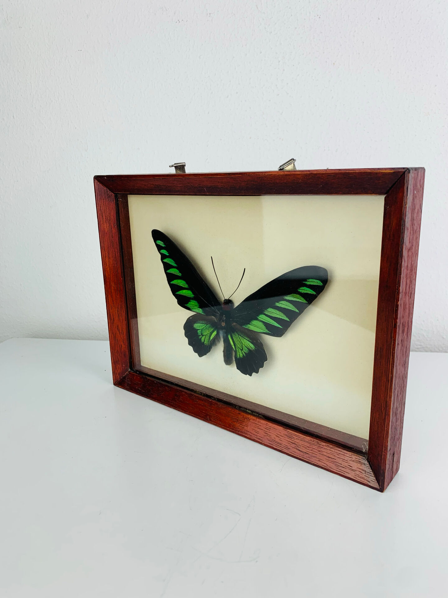 Framed butterfly Trogonoptera Drookiana, vintage