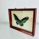 Framed butterfly Trogonoptera Drookiana, vintage
