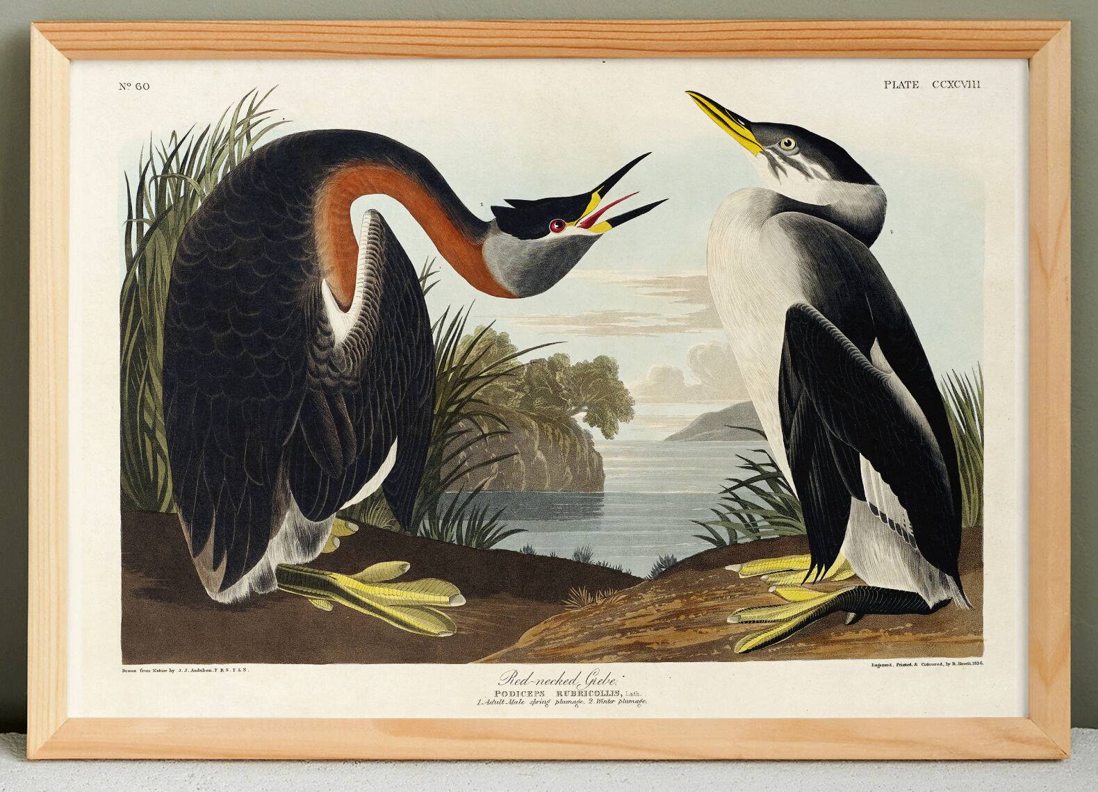 Poster about the Red-necked Grebe, after an old engraving from 1827.
