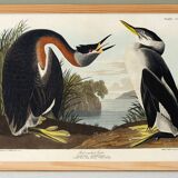 Poster about the Red-necked Grebe, after an old engraving from 1827.