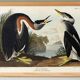 Poster about the Red-necked Grebe, after an old engraving from 1827.