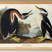 Poster about the Red-necked Grebe, after an old engraving from 1827.