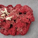 Coral to lay 25 cm