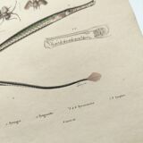 Old engraving from 1838 - Eel pipefish - Zoological and bee hand-colored board