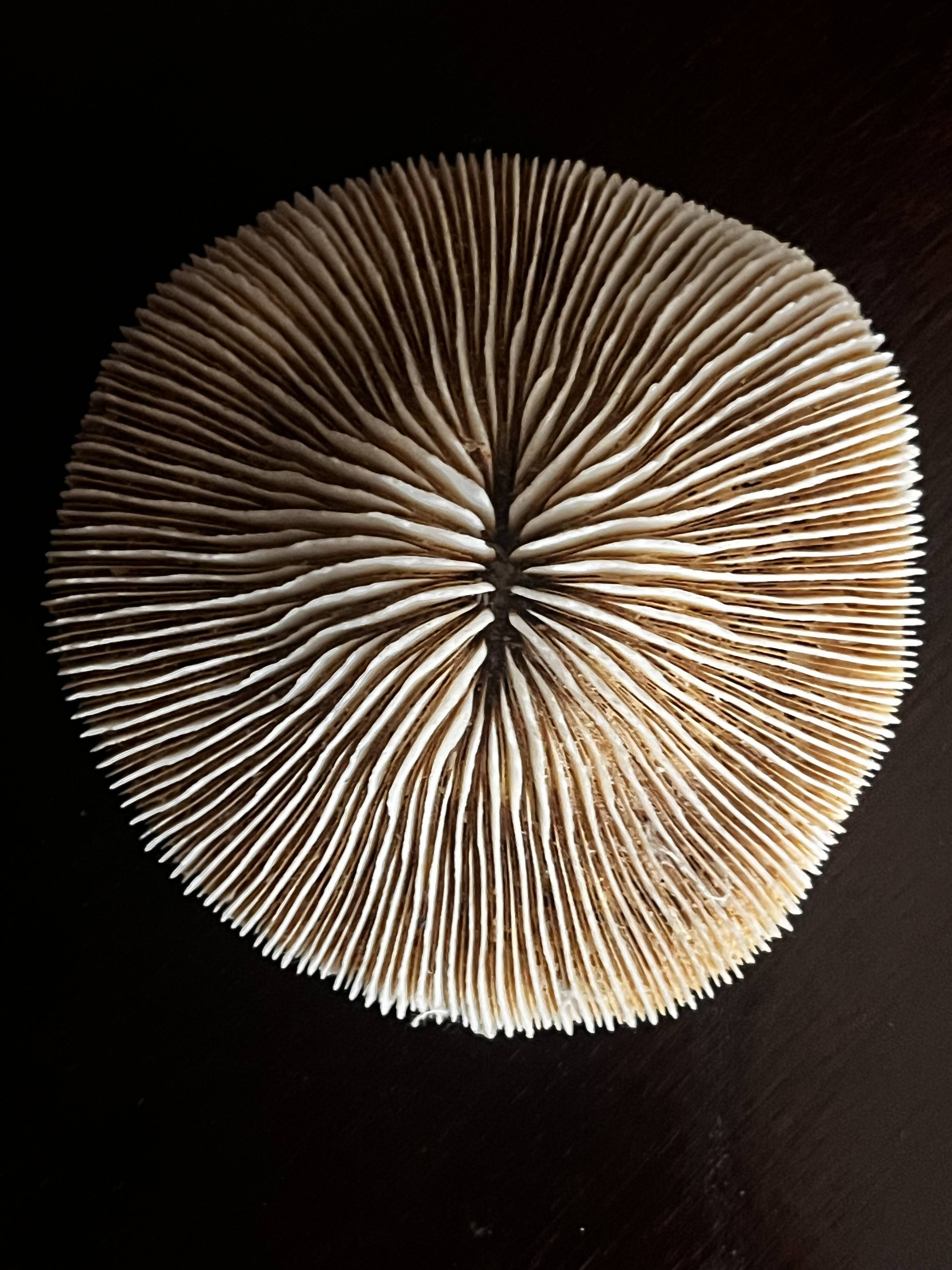 Corail ancien