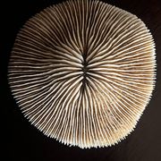 Corail ancien