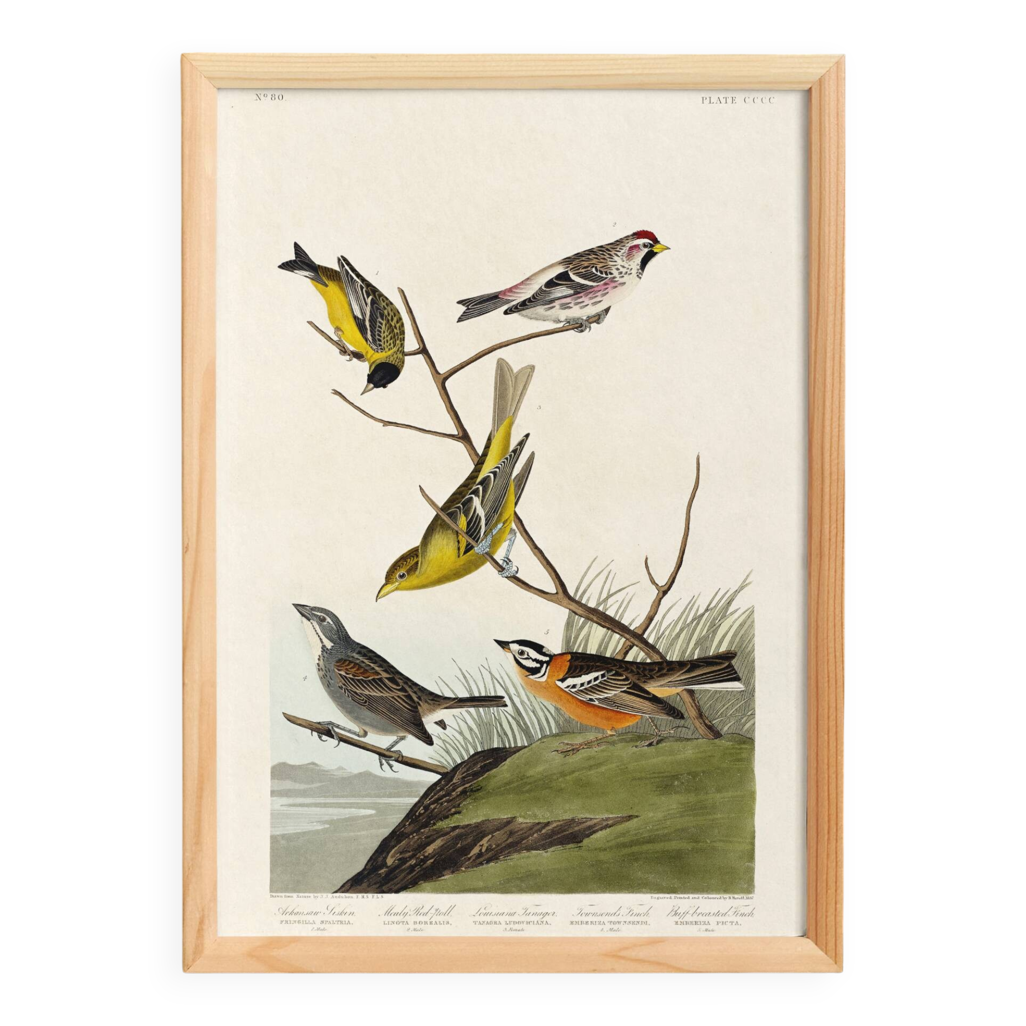 Poster featuring colorful songbirds, based on an old engraving from 1827.